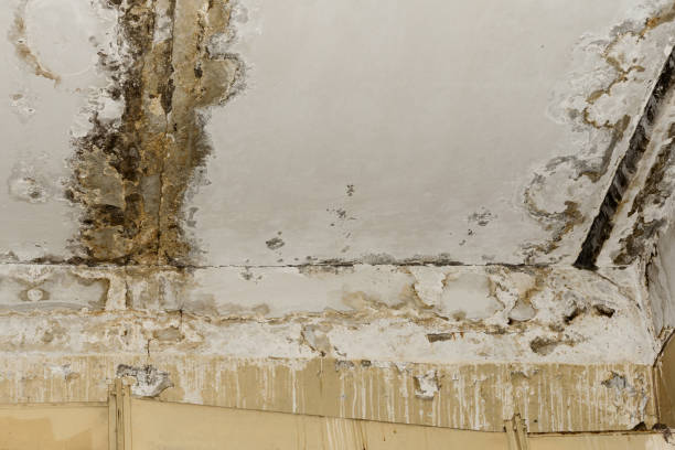 Professional Mold Inspection, Removal & Remediation in Hyde Park, PA